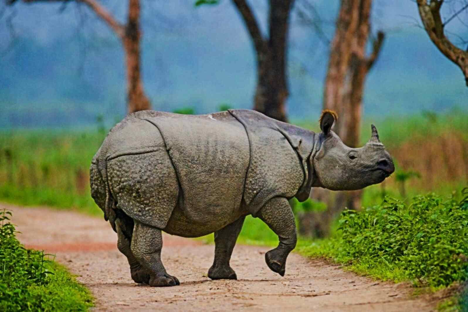 Kaziranga National park