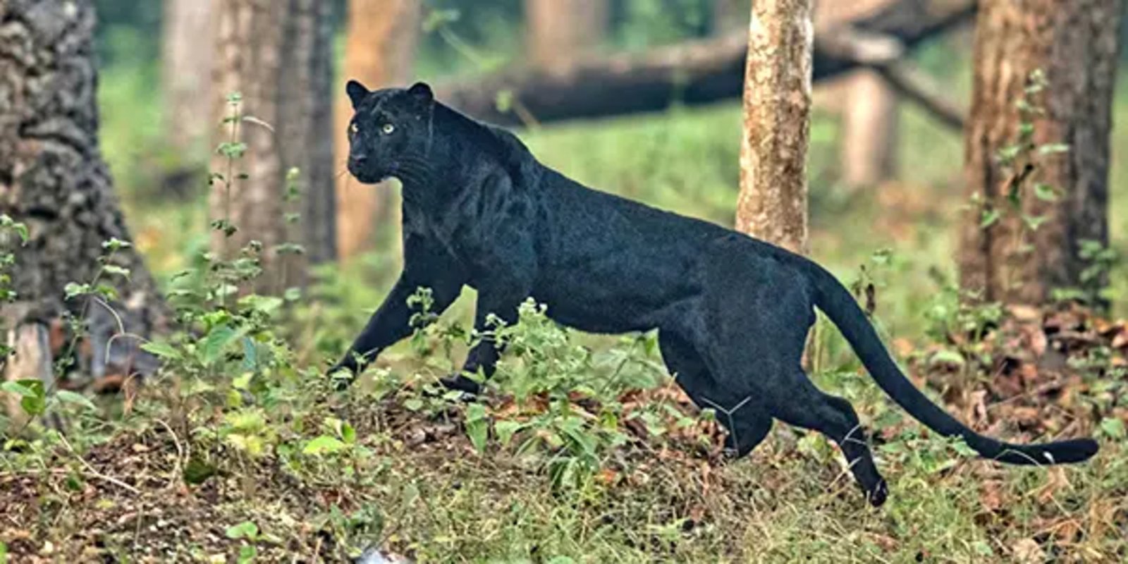 Bandipur national park