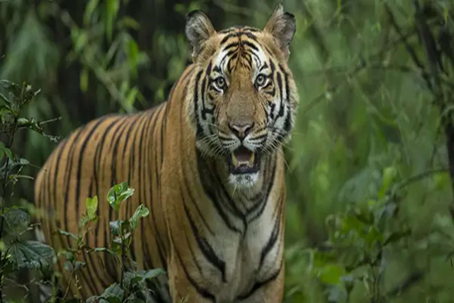 Bandhavgarh national park