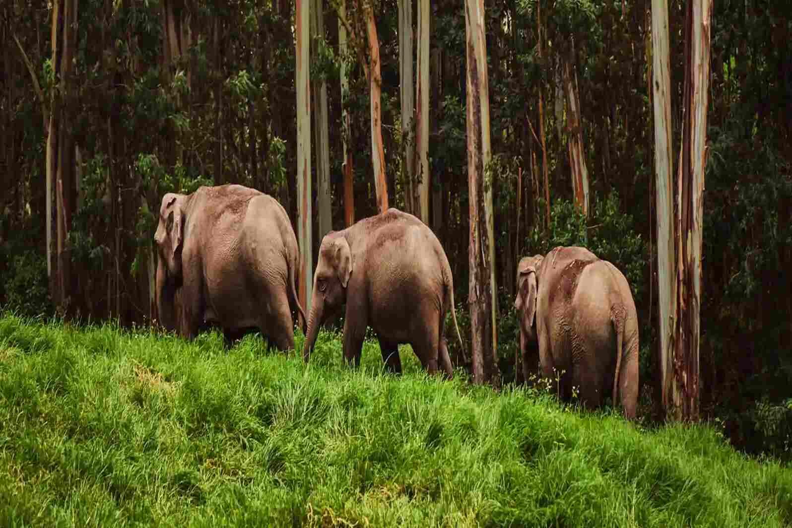 Periyar National Park