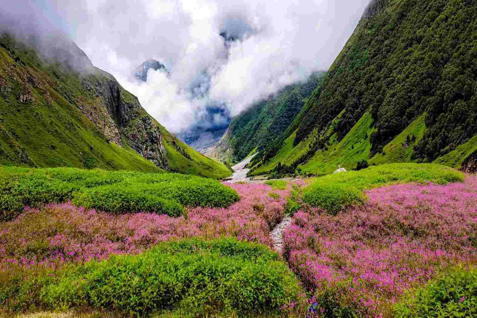 Valley of flowers