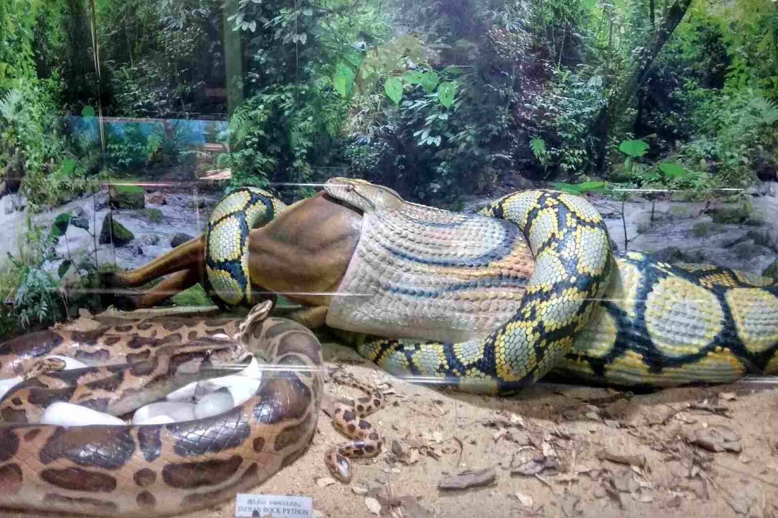 guindy national park