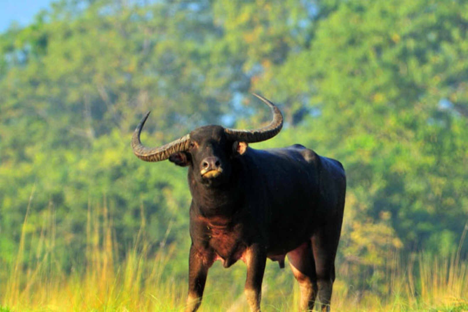 Manas National Park