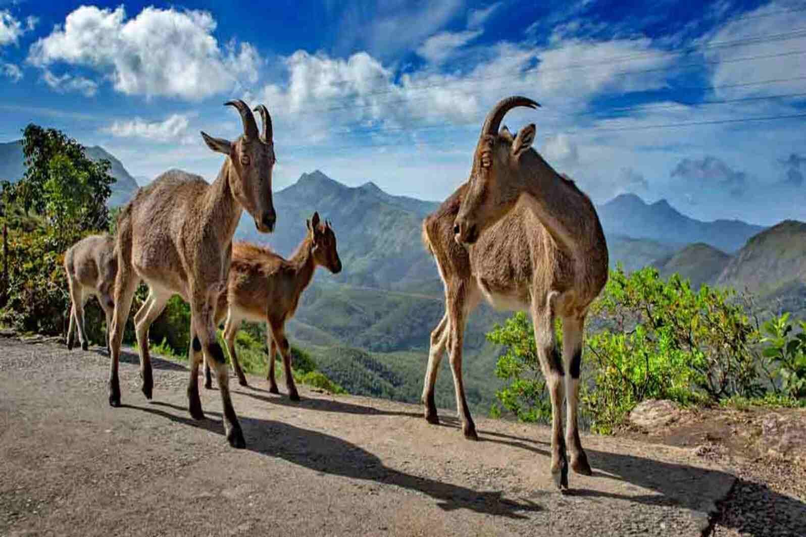 Evarikulum National Park