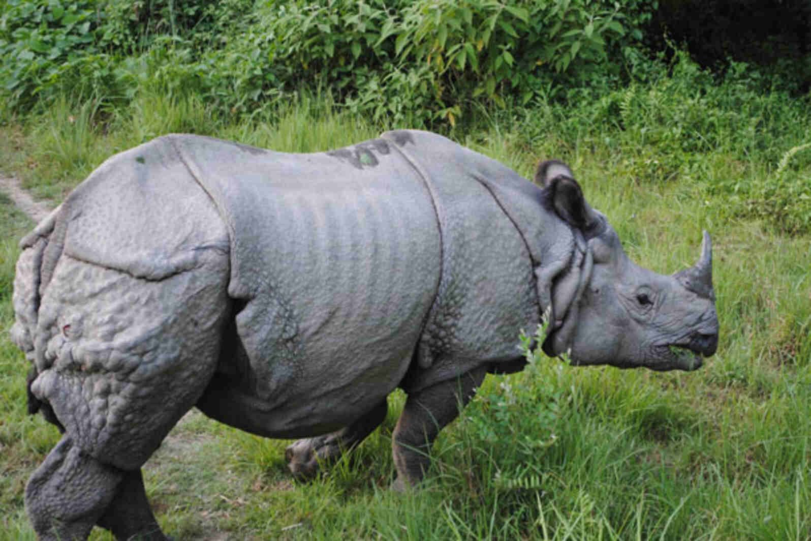 Dudhwa National park