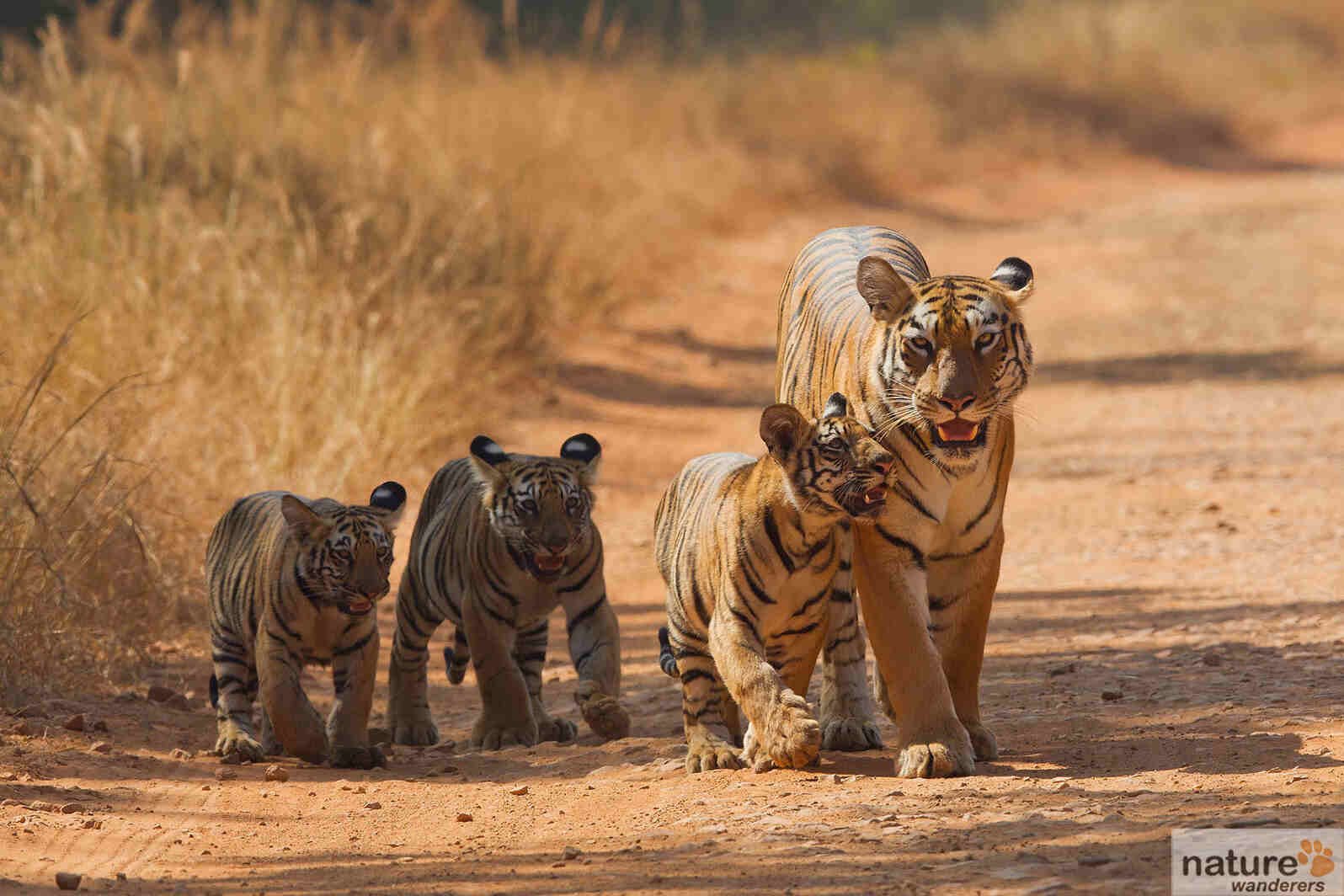 Tadoba-Andhari National park