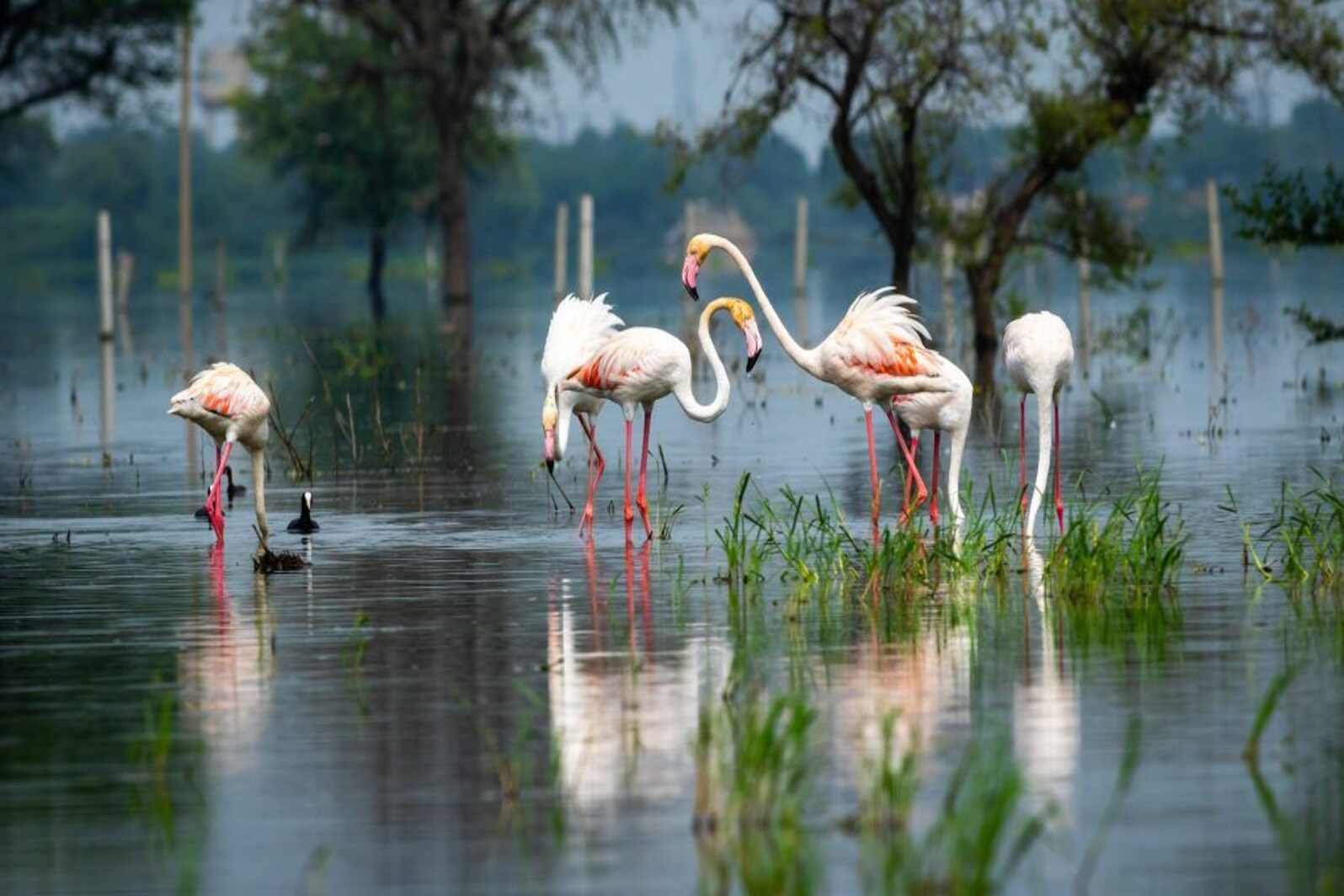 Keoladeo National park