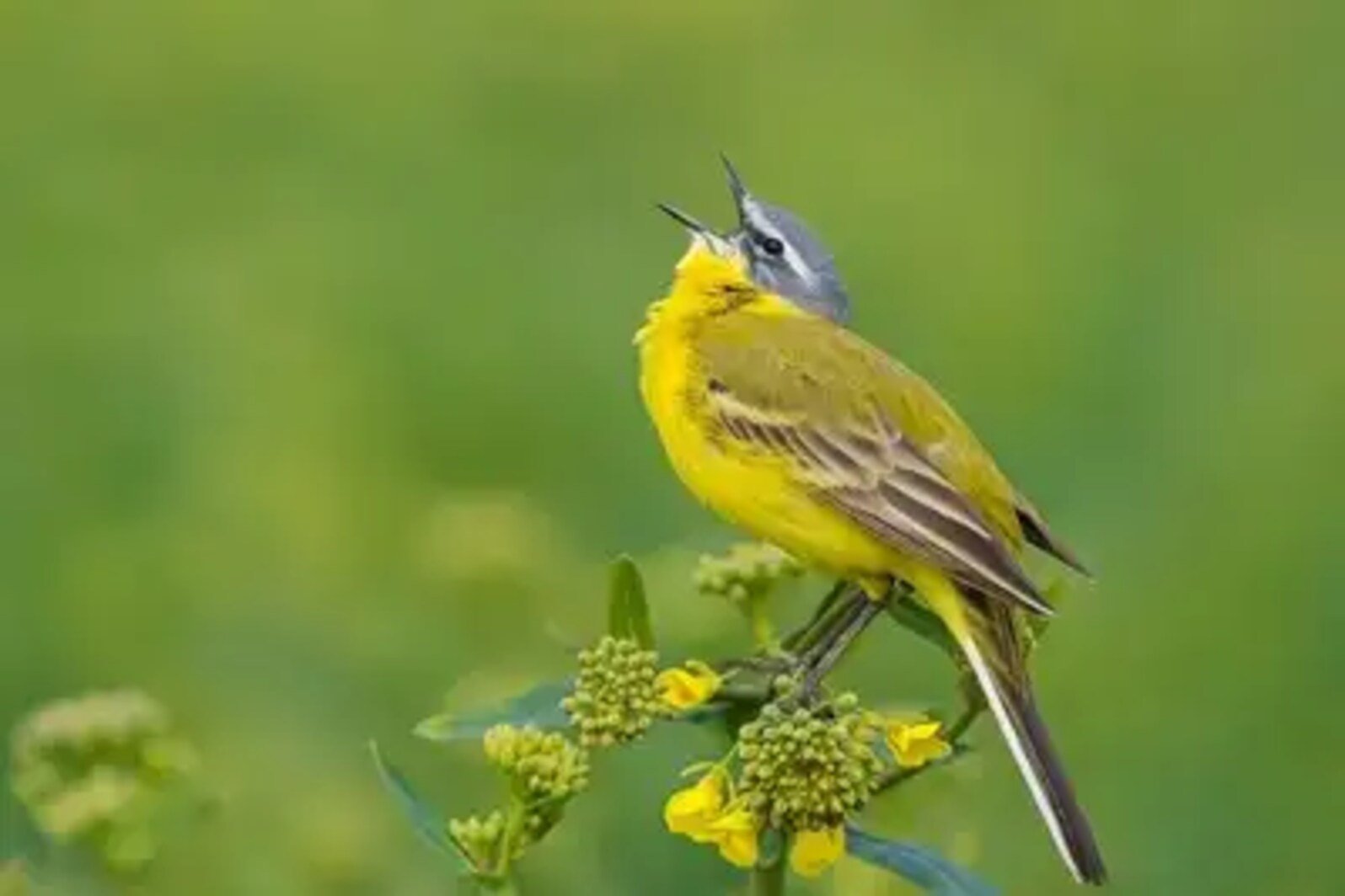 Sultanpur National Park