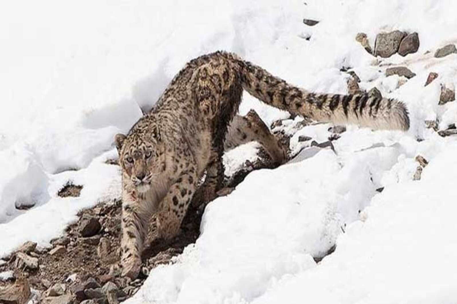 Hemis National Park