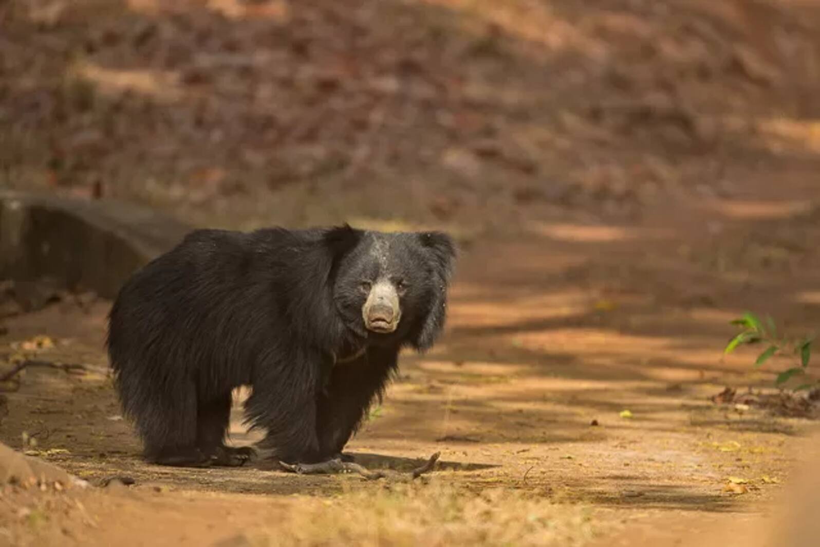 Satpura National Park