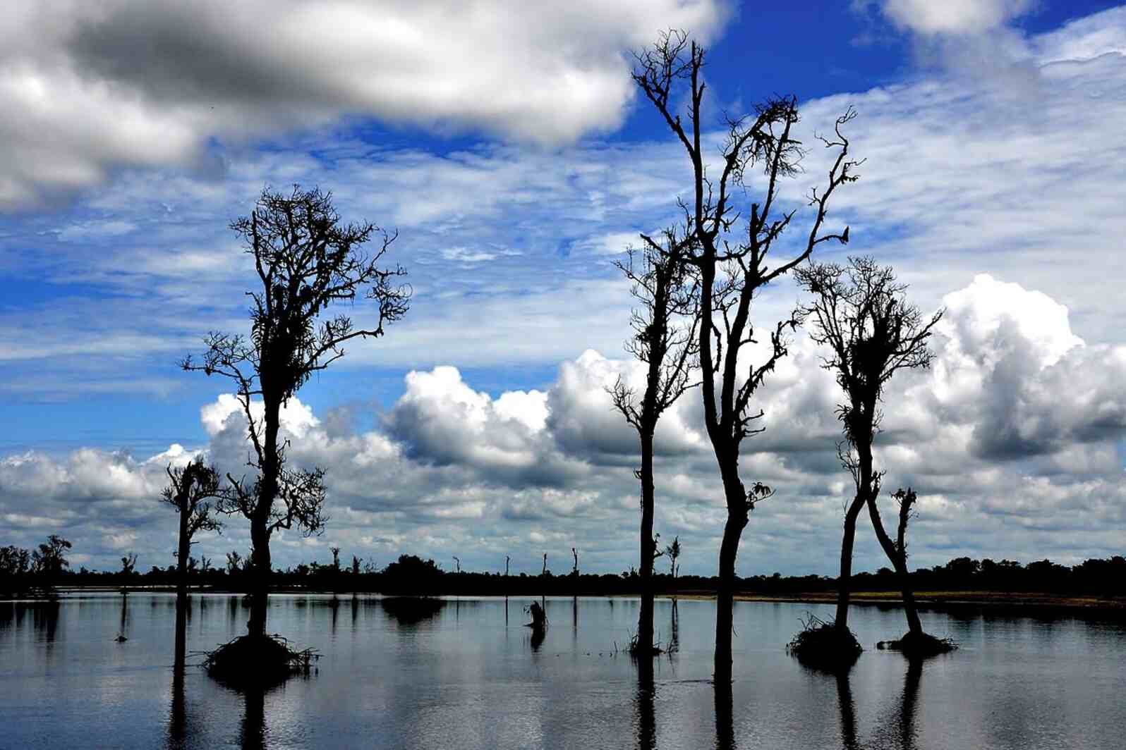 Dibru Saikhuwa National Park