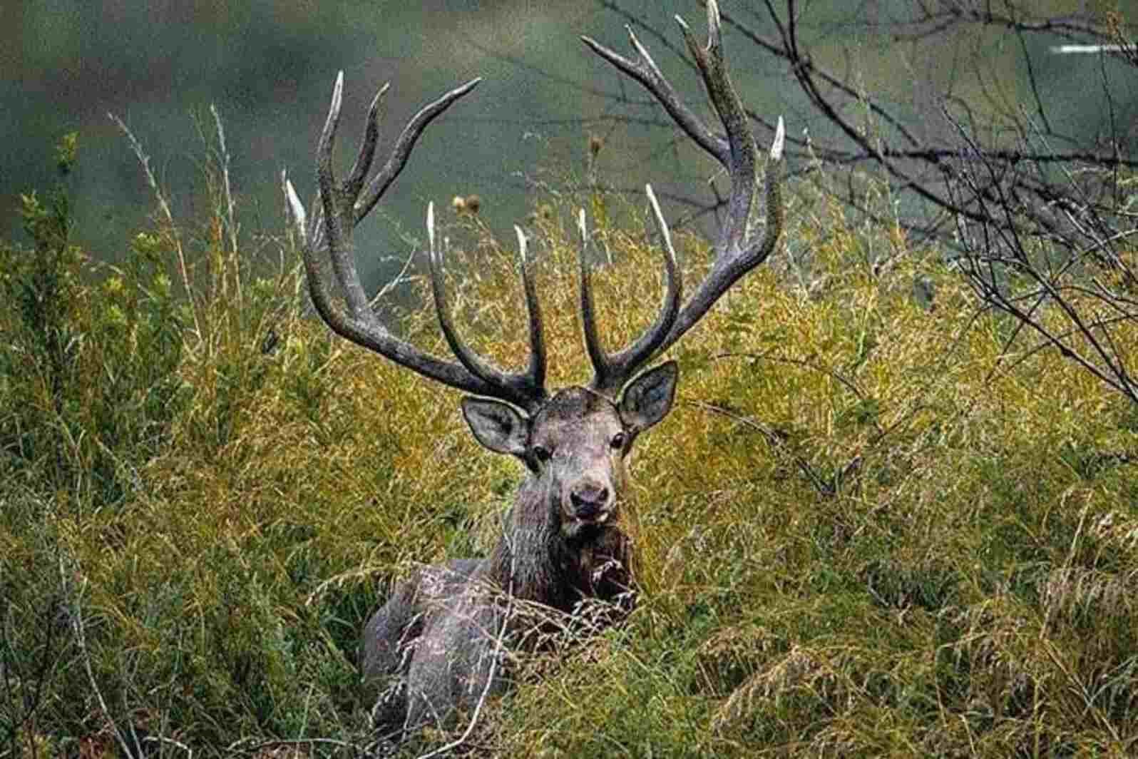 Dachigam national Park J & K