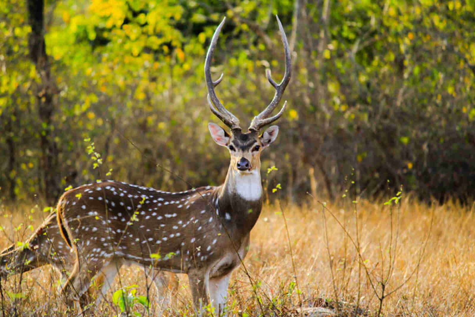 Belta National park