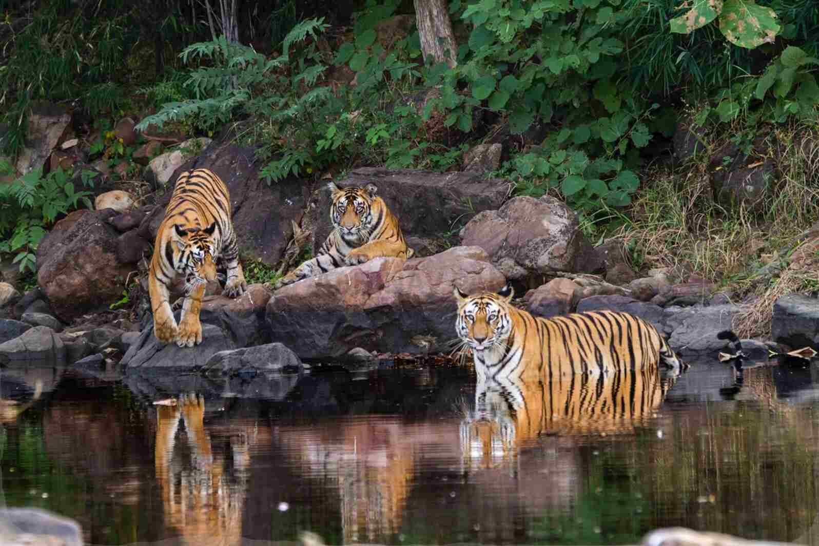 Panna National Park