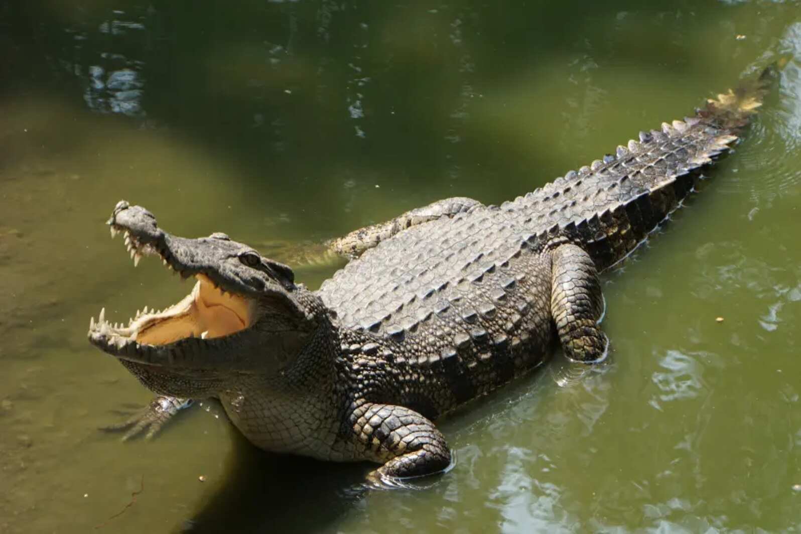 Bhitarkanika National Park