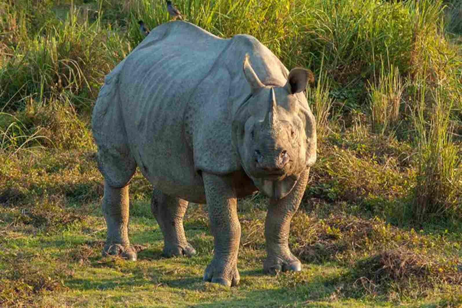 Gorumara National Park