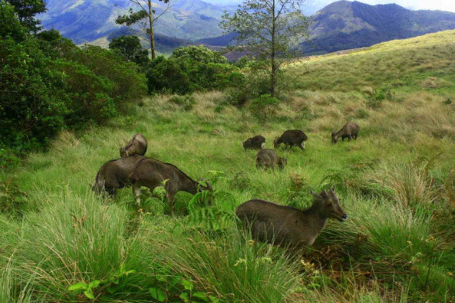 Mathikettan shola National Park