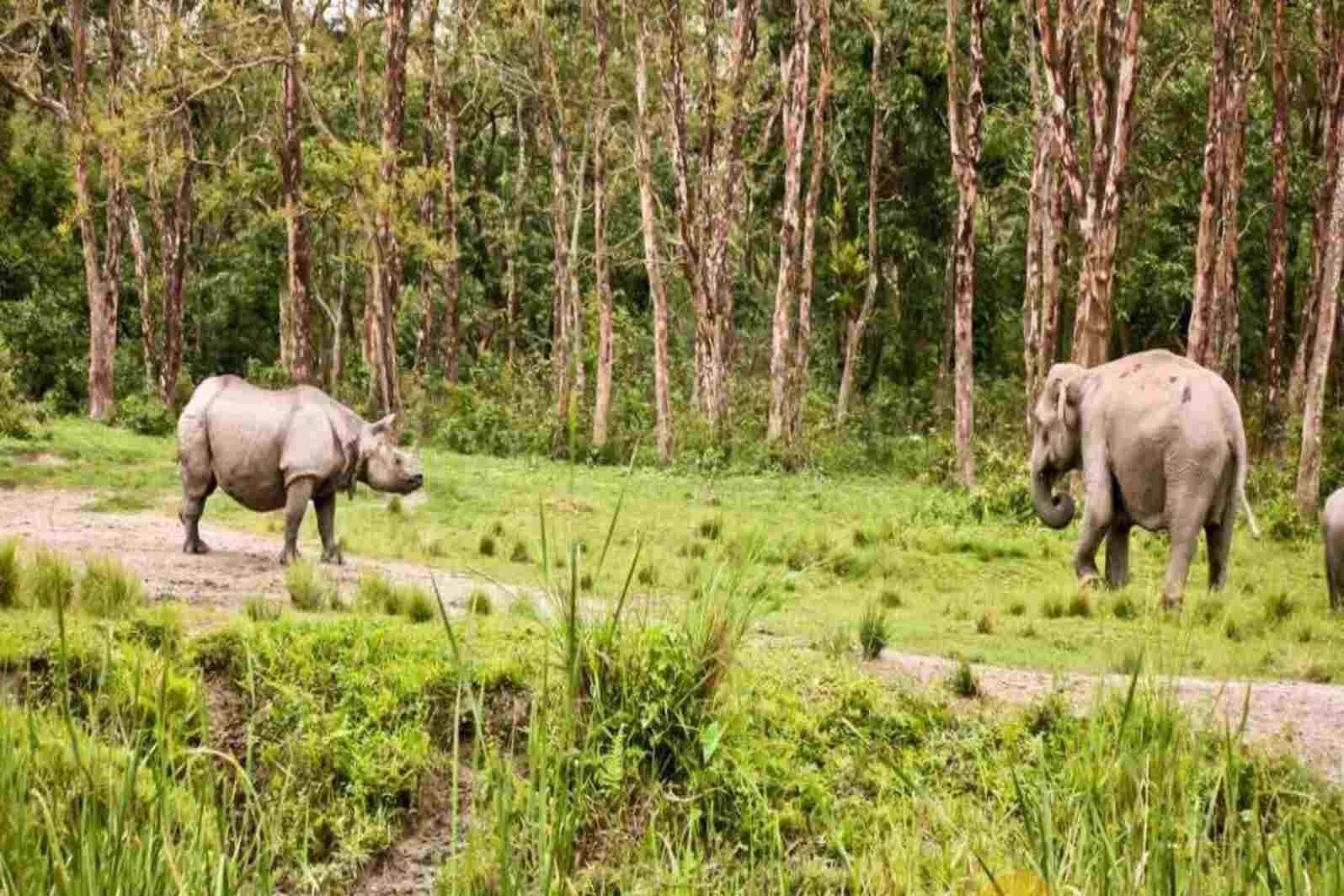 Jaldapara National Park