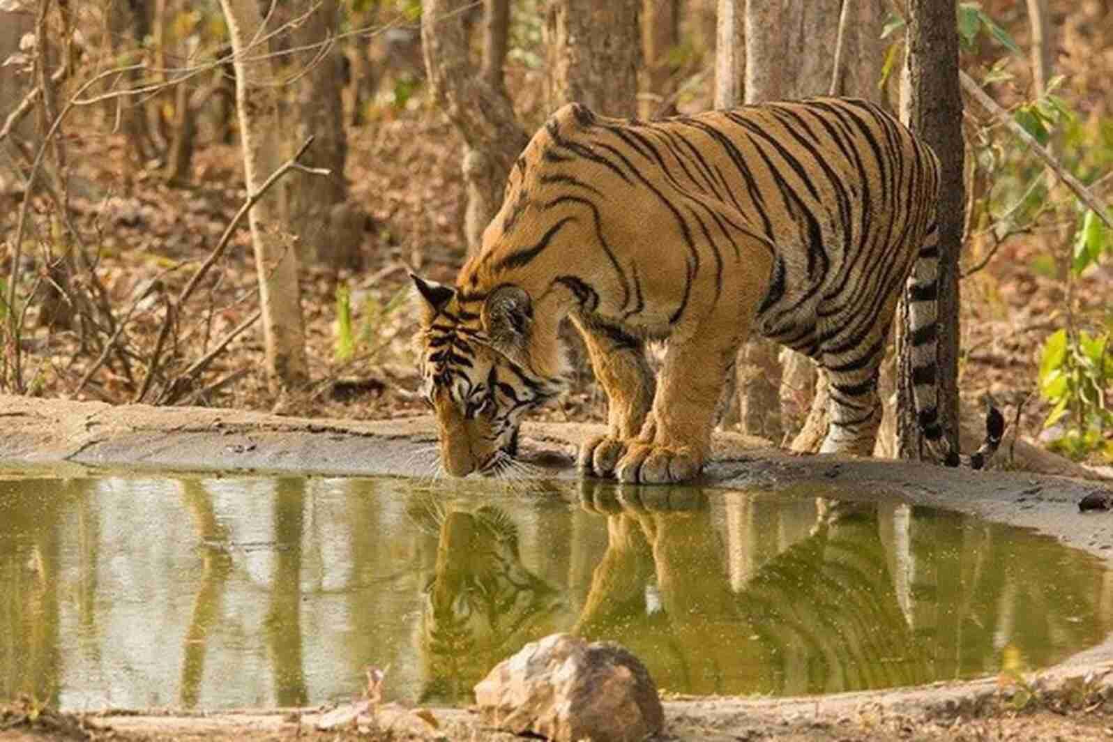 Navegaon National Park