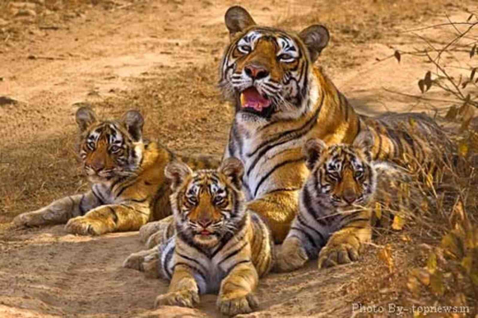 Sariska Tiger Reserve