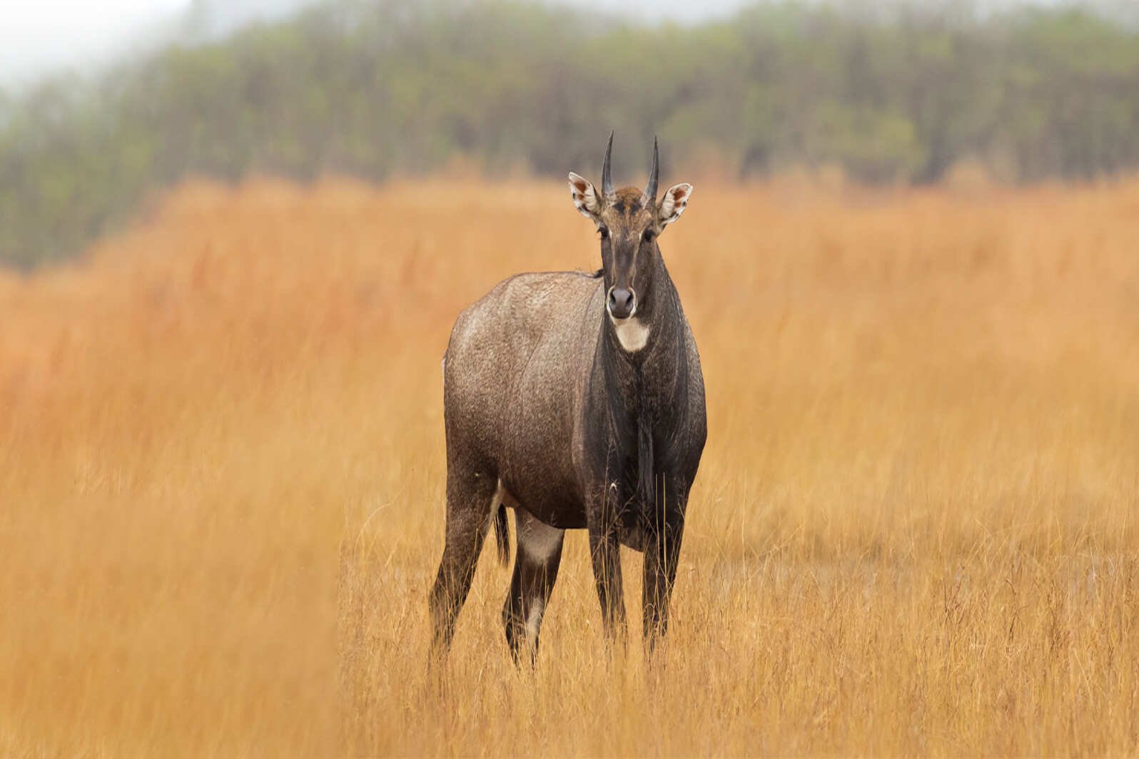 Jambughoda National Park