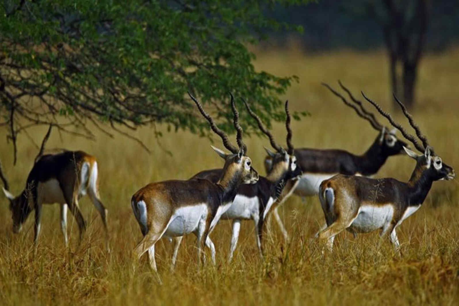 Blackbuck National park