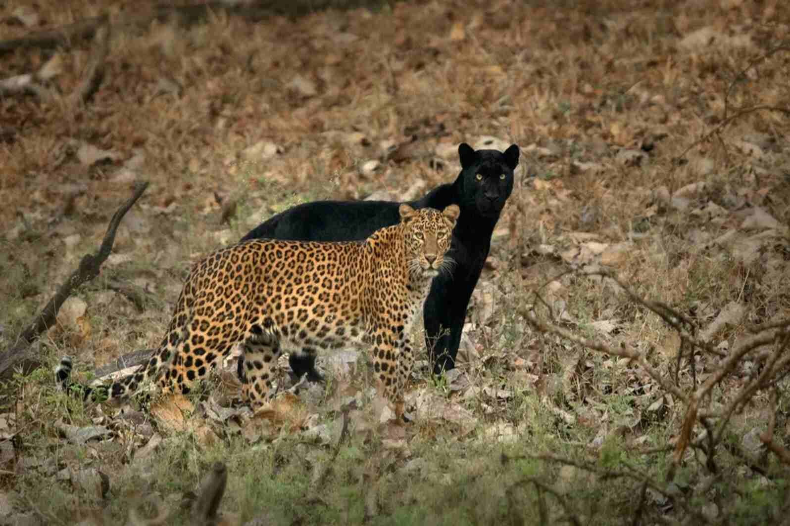 Kabini National Park