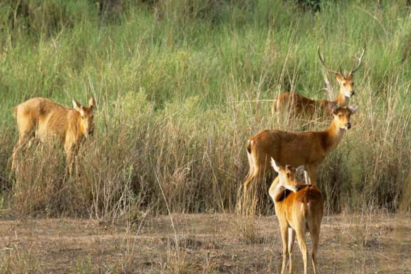 Madhav National Park