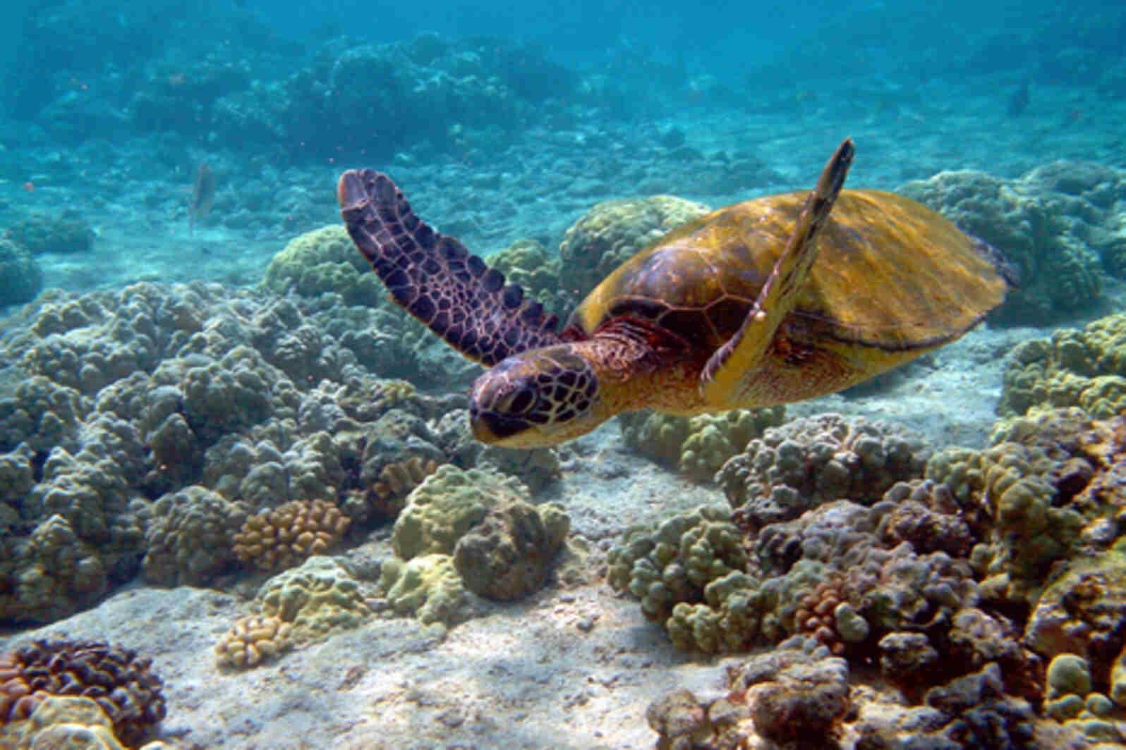 Gulf of Mannar Marine National Park